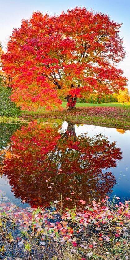 just awesome ! Twin Lakes, Autumn Tree, Image Nature, Landscape Designs, Red Leaves, Autumn Scenery, Tropical Landscaping, Fall Pictures, Alam Yang Indah