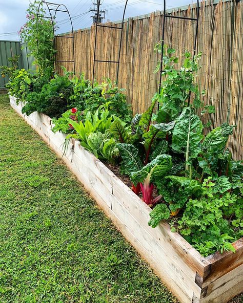 Small Garden With Vegetable Patch, Small Garden Veggie Patch, Back Garden Vegetable Patch, Front Garden Veg Patch, Fence Line Vegetable Garden, Vegetable Gardens For Small Yards, Long Vegetable Garden Layout, Garden Design With Vegetable Patch, Vegetable Boxes Garden