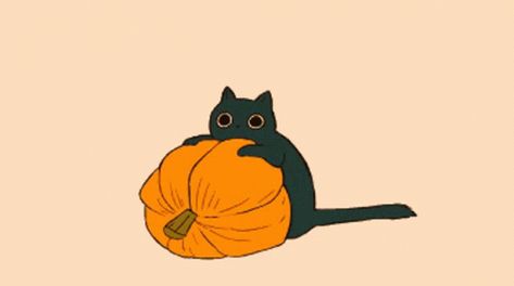 Halloween Kitty GIF - Halloween Kitty Pumpkin - Discover & Share GIFs Halloween Gifs Anime, Cute Animation Gif, Orange Gif, Debbie Balboa, Halloween Cat Art, Autumn Gif, Poor Life, Halloween Gifs, Contemplating Life