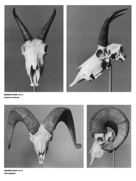 / Mountain Goat Skull, Horns Reference, Ox Skull, Totem Art, Skulls Art, Mc Ideas, Sheep Skull, Dragon Tattoo Back Piece, Skull Reference