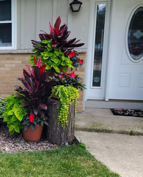 Front Yard Landscaping Design Pots & Planters, West Facing Plants Outdoor, Creeping Jenny In Pots, Canna Lily Planter Ideas, Canna Planter Ideas, Outdoor Flower Pot Ideas Patio Container Gardening, Creeping Jenny Hanging Basket, Coleus Planter Ideas, Cordyline Plants In Pots