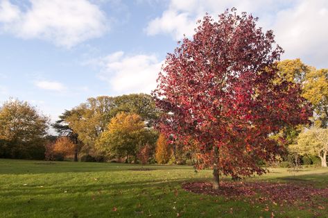 12 Fast-Growing Shade Trees | Arbor Day Blog Red Sunset Maple, Sweet Gum Tree, Fast Growing Shade Trees, Drought Tolerant Trees, Gum Trees, Tree Surgeons, Arbor Day, Sweet Gum, Gum Tree