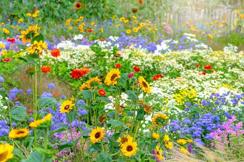 7 Things To Consider Before Turning Your Yard Into a Wildflower Meadow Easiest Flowers To Grow, Best Bird Feeders, Meadow Garden, Aromatic Plant, Cut Flower Garden, Wildflower Garden, How To Attract Birds, Bird Seed, Beautiful Backyards