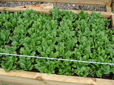 How to grow spinach, when to harvest, and how to store it - Lovebugs and Postcards How To Grow Spinach, Grow Spinach, Growing Spinach, Rusty Garden, Garden Vegetables, Growing Veggies, Garden Veggies, Veg Garden, How To Store