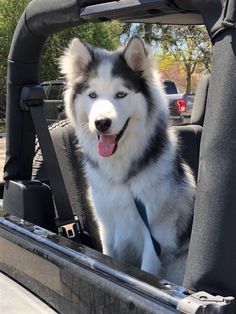 Fluffy Husky, Malamute Husky, Husky Owner, Cute Husky, Husky Mom, Siberian Huskies, Snow Dogs, Alaskan Malamute, Husky Puppy