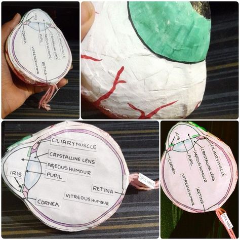 Model of an eyeSchool science project Eye Science Project, Model Of Eye School Project, Human Eye Model Project, Eye Model Project, Circulatory System Projects, Human Eye Diagram, Dental Health Week, Eye Project, Tapestry Of Grace