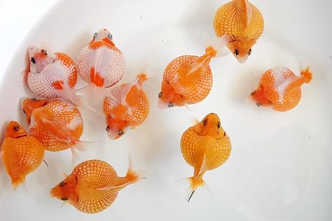 #pearlscale #breedergoldfish #goldfish #fish Pearlscale Goldfish Tank, Pearl Scale Goldfish, Fancy Goldfish, Goldfish Tank, Vibe Aesthetic, Golden Fish, Cute Fish, Pet Fish, Aquatic Animals