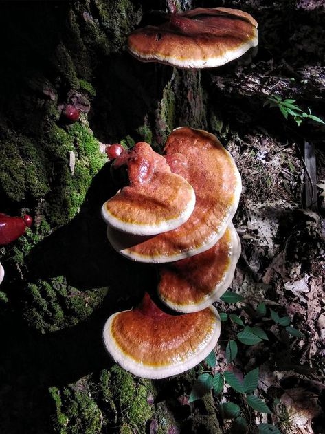 Legendary for over 2,000 years, Reishi mushrooms first appeared in ancient Chinese texts, specifically the "Divine Farmer's Materia Medica", a cornerstone of traditional Chinese medicine. This revered text classified Reishi as a superior herb, boasting no reported adverse effects even with prolonged use.  Furthermore, it was believed to possess remarkable life-extending properties.  

Within Chinese culture, Reishi held a profound significance, transcending its medicinal value to become an emblem of good fortune, prosperity, and spiritual power. Sugar Symptoms, Reishi Mushrooms, Chamomile Plant, Chinese Herbal Medicine, Divine Power, Medicinal Herb, Reishi Mushroom, Mushroom Fungi, The Mushroom