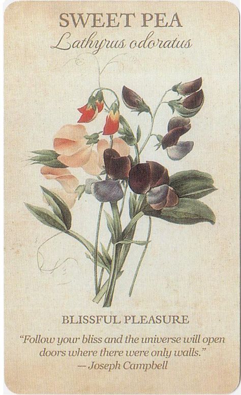 Flower Poetry, Flower Dictionary, Flower Meanings, Vintage Botanical Prints, Flower Names, Language Of Flowers, Flower Quotes, Pretty Plants, Botanical Drawings