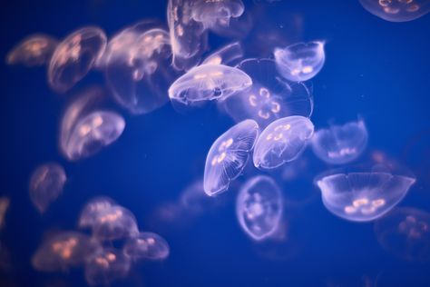 3840x2563 jellyfish 4k hd best wallpaper for desktop Aesthetic Jellyfish Wallpaper, Aesthetic Jellyfish, Jellyfish Wallpaper, Jellyfish Art, Western Wallpaper Iphone, 4k Wallpaper, Summer Wallpaper, Homescreen Wallpaper, Desktop Wallpapers