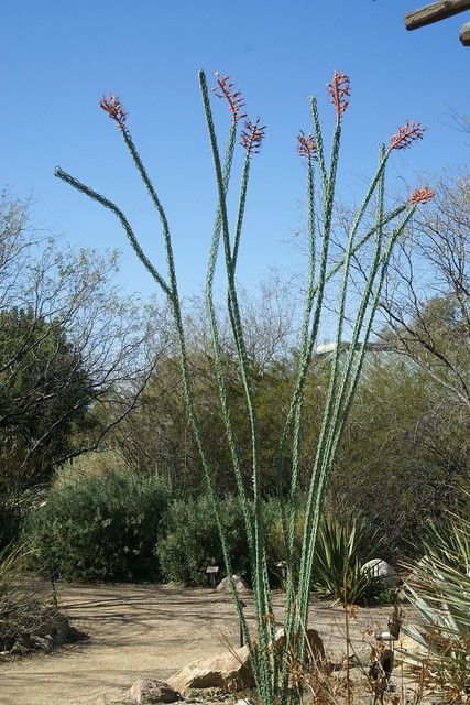 Look closely, this Ocotillo is made of rebar | Ed Schneider | Flickr Rebar Projects, Rebar Art, Ocotillo Plant, Garden Supports, Metal Cactus, Xeriscape Landscaping, Melting Metal, Welding Art Projects, Horseshoe Art