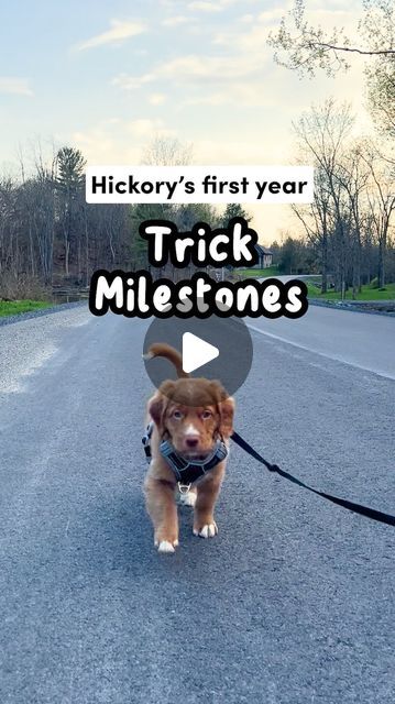 Hickory Dickory Dog on Instagram: "I can’t believe he’s almost one 😭   Here’s to a year of pawsome progress 🌟 So proud of my little pups tail-wagging achievements! 🐕   What should we train next??  #ProudDogParent #Trickmaster #OneYearOfLearning #puppytricks #puppytraining #ducktoller #trainyourdog #dogtricks #cutepuppy #toller #novascotiaducktoller #watchmegrow #puppylove #firsttimepuppyparents" Easy Dog Tricks To Teach, Dog Tricks Easy, Dog Friendly Garden, Puppy Life, Hickory Dickory, Tail Wagging, House Training Dogs, Pet Stroller, Dog Training Advice