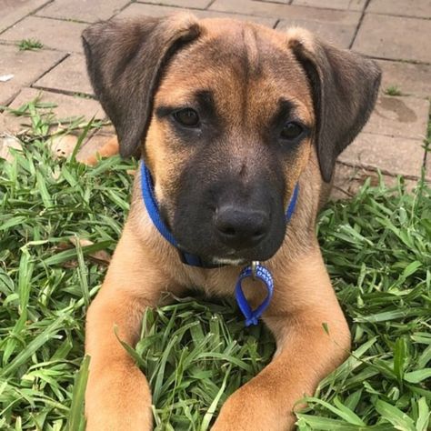 Storm ~ handsome Mastiff x Ridgeback puppy - Large Male Mastiff x Ridgeback Mix Dog in NSW - PetRescue Mastiff Mix Dogs, Ridgeback Puppy, Mastiff Mix, Cute And Cuddly, Bull Mastiff, Dog Rescue, Adorable Animals, Newcastle, Pet Adoption