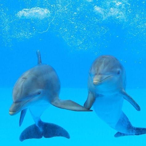 #dolphins Dolphins Swimming, Dolphin Photos, Beautiful Sea Creatures, Underwater Creatures, Cute Wild Animals, Cute Animal Photos, Marine Animals, Good Friends, Ocean Animals