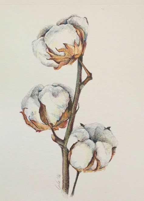 Cotton Painting, Illustration Pencil, Drawing Hands, Cotton Plant, 수채화 그림, Plant Drawing, Botanical Drawings, Color Pencil Art, Plant Illustration