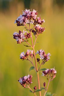 Oregano - Wikipedia, the free encyclopedia Amanita Phalloides, Oregano Oil Benefits, Origanum Vulgare, Origanum Majorana, Agave Attenuata, Oregano Essential Oil, Oregano Oil, Perennial Herbs, Marjoram