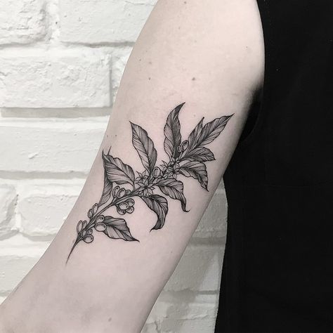 Coffee Tree Tattoo, Coffee Blossom Tattoo, Coffee Berry Tattoo, Tea Plant Tattoo, Coffee Plant Tattoo Minimalist, Latte Tattoo, Coffee Leaves Tattoo, Coffee Branch Tattoo, Coffee Flower Tattoo