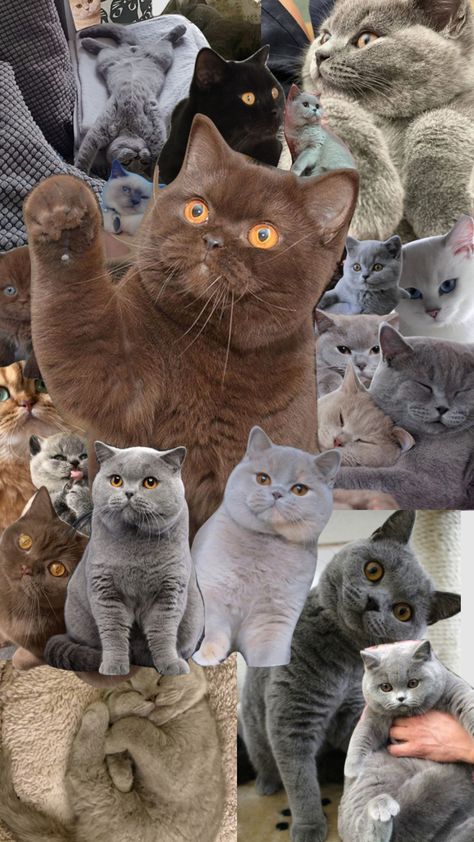 british shorthairs! #britishshorthair #kitten #cat #cute #vintage #moodboard #aesthetic #collage #music #taylorswift #love #pets #animals #nature #song #books #aesthetics #aesthetic #love British Shorthair Cats Aesthetic, Collage Music, Vintage Moodboard, Song Books, British Shorthair Cats, Moodboard Aesthetic, Cat Cute, British Shorthair, Cat Aesthetic