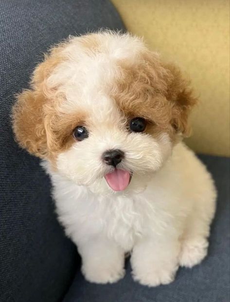 Cute Funny Puppies, Small Fluffy Dogs, Cutest Puppy Ever, Cute Dogs Images, Very Cute Puppies, Cutest Puppies, Cut Animals, Cute Small Animals, Cute Animals Puppies