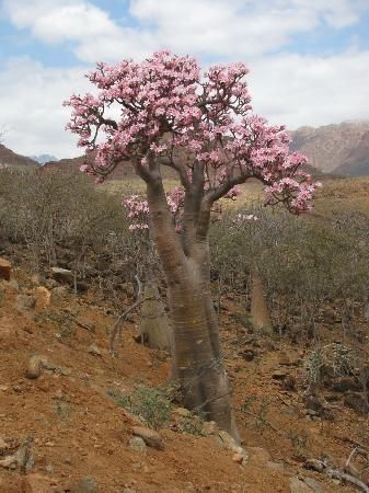 adenium obesum sokotranum Socotra Yemen, Socotra Island, Dragon Blood Tree, Weird Trees, Succulent Tree, Adenium Obesum, Socotra, Conifer Trees, Desert Flowers