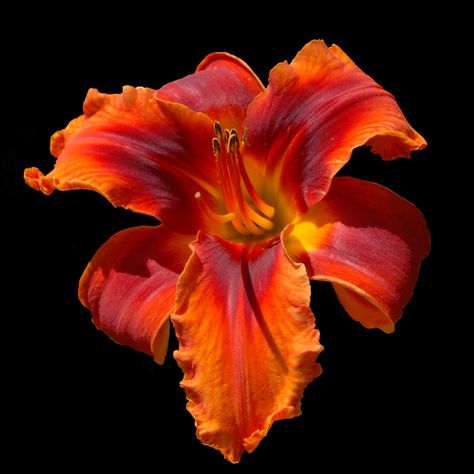 Cool Flower Photography, Daylily Flower, Lily Aesthetic, Most Beautiful Colors, Flowers Black Background, Photos Flowers, Red Lily, Flowers Orange, Flower Icons