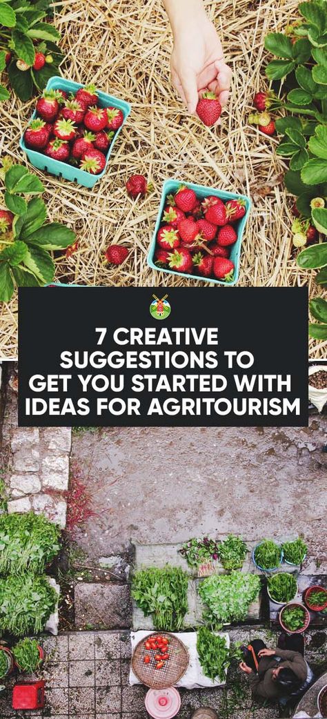 Agritourism is a great way to bring extra money to your farm. You can do so in smaller steps with our creative ideas for agritourism to start with. Csa Farm Ideas, Agri Tourism Ideas, Agritourism Ideas Farms, Farm Agritourism, Agritourism Ideas, Market Farming, Farm Airbnb, Agri Tourism, Farm Brewery