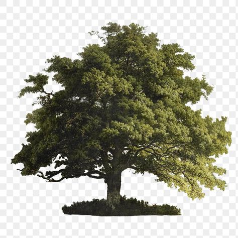 Oak Tree Illustration, Oak Trees Landscaping, Oak Tree Silhouette, Ink Tree, Stickers Photos, Oak Tree Tattoo, Tree Photoshop, Photos Aesthetic, Live Oak Trees