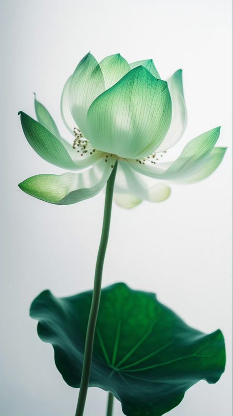 Xray Images, Green Lotus Flower, Beautiful Wallpaper Images, Pretty Flowers Photography, Iphone Wallpaper Texture, Transparent Flowers, Lotus Blossom, Inspirational Artwork, Arte Inspo