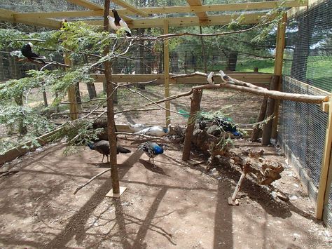 i need my pheasant pen inside set up like this Pheasant Pen Ideas, Pheasant Coop, Pheasant Pen, Peacock Coop, Duck Aviary, Pvc Chicken Waterer, Raising Pheasants, Peacock Pen, Outdoor Aviary