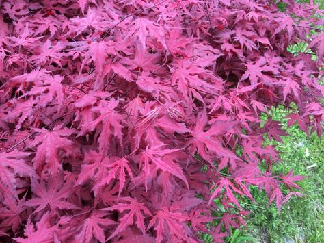 'Purple Ghost Japanese maple at Mike's Plant Farm in Perry, Ohio. Purple Ghost Japanese Maple Tree, Backyard Nursery, Purple Ghost, Acid Loving Plants, Redbud Tree, Purple Leaves, Future Garden, Japanese Maples, Maple Trees