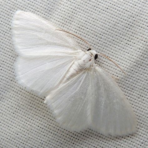 White Moth, Cute Moth, Moth Art, Cool Bugs, Beautiful Bugs, Creepy Crawlies, White Aesthetic, Beautiful Butterflies, Drawing Inspiration