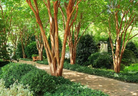 Crepe Myrtle Landscaping, Paved Walkway, Front Yard Planters, Crepe Myrtle Trees, Dappled Sunlight, Myrtle Tree, Walkways Paths, Landscaping With Boulders, Crepe Myrtle