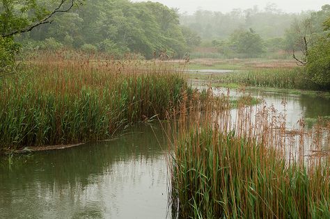 North Carolina Marsh, River Landscape Photography, Marshes Aesthetic, Fantasy Marsh, Charleston Marsh, Louisiana Marsh, Marsh Pictures, Marsh Aesthetic, Marsh Photography