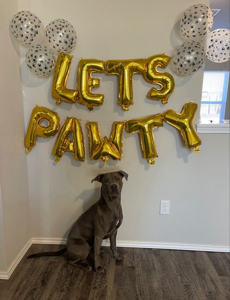 Pittbull Kane lookin handsome!!🤍 #pitbull #dogbirthday #pawty #dogparty #dog #party #letspawty #aesthetic #cutedog Gotcha Day, Dog Party, Dog Birthday, 2nd Birthday, Cute Dogs, Party Decorations, Novelty Sign, Let It Be, Birthday