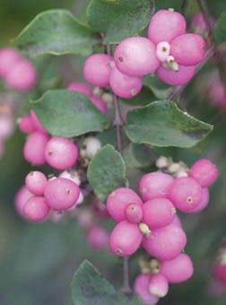 Coral Berry Symphoricarpos x doorenbosii Coral Berry, Shade Gardens, Berry Plants, Berry Bushes, Pink Fruit, Plant Catalogs, Pink Plant, Garden Shrubs, Beautiful Fruits