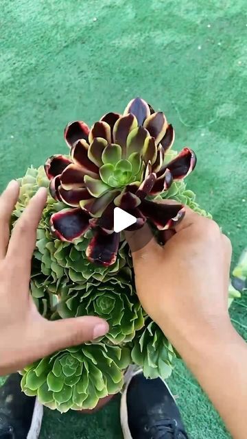 Succulents on Instagram: "Useful tips for succulents 🪴 👉 My Youtube channel: Succulent Garden  #多肉植物 #succulents #succulentlove #多肉#succulentlover #succulentaddict #succulent #succulentobsession #succulentlife #succulentcity #succulentobsessed #succulentcollection #succulover #succulove #succulentaddiction #senda #vuonsenda #reels" Succulents Nursery, Succulent Garden, Useful Tips, Succulents Garden, My Youtube Channel, Helpful Hints, Youtube Channel, Floral, On Instagram