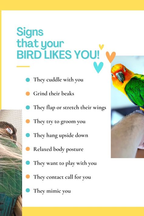 💛 Conure Toys, Cockatiel Care, Homemade Bird Toys, Parakeet Care, Conure Bird, Cockatiel Cage, Parrot Training, Pet Bird Cage, Budgies Bird