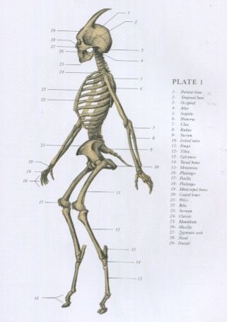 Satyr Anatomy, Goat Leg, Fantasy Species, Hellenistic Art, Drawing Body Proportions, Leg Anatomy, Human Legs, Humanoid Creatures, The Minotaur