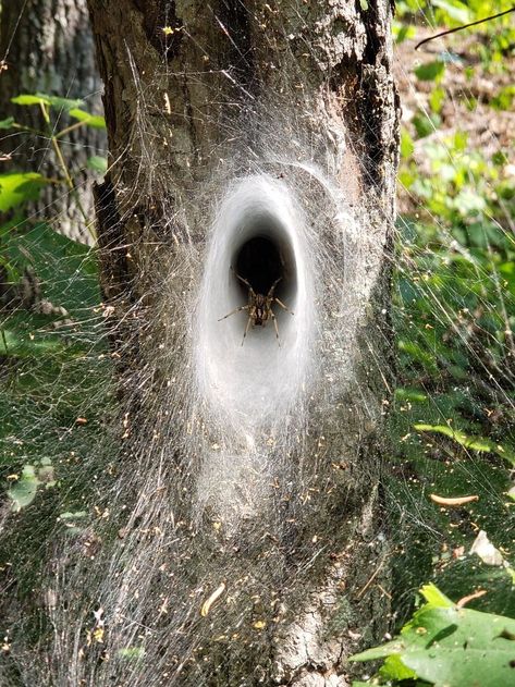 I Think I Found The Entrance To The Spider-Verse Spider Nest, Group Of Frogs, Tarantula Hawk, Irish Elk, Huntsman Spider, Badass Pictures, Chat Sphynx, Harpy Eagle, Wolf Spider