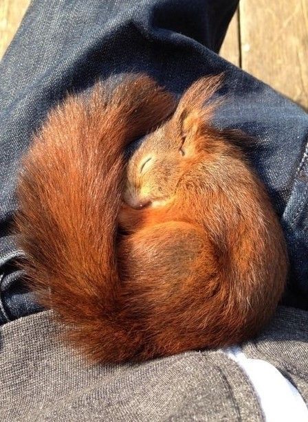 Squirrel Pictures, Regnul Animal, Sleeping Animals, Söt Katt, Cute Squirrel, Red Squirrel, Silly Animals, Cute Creatures, Animal Photo