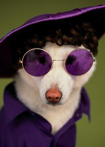 Purple Funday Color Uva, Wearing Purple, Love My Dog, Wearing Sunglasses, Purple Reign, Purple Love, Pet Fashion, All Things Purple, Wearing Glasses