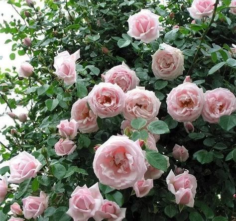 The New Dawn Climbing Rose | All about Roses New Dawn Roses Climbing, New Dawn Rose, New Dawn Climbing Rose, Hillside Gardening, Pink Rose Garden, Hillside Garden, Roses Book, Climbing Rose, Rose Care