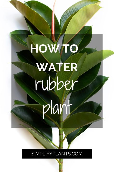 Rubber plant care tips - 
Rubber plant maintenance- 
How to water a rubber plant- 
Rubber plant watering schedule - 
Best practices for watering rubber plants - 
Signs of overwatering rubber plants - 
Signs of underwatering rubber plants - 
How much water do rubber plants need - 
Rubber plant watering frequency - 
Rubber plant soil moisture - 
Rubber Plant Care- Plant Care- Plant Needs- Gardening Tips- Watering - House Plant Care- Rubber Tree Plant- Rubber Plant-  Indoor Planting How To Care For Rubber Plant Indoor, Rubber Plant Care Indoor, Rubber Tree Plant Care, Rubber Plant Indoor, Tropical Plants Indoor, Rubber Plant Care, Rubber Tree Plant, Plant Jungle, Gardening Indoors