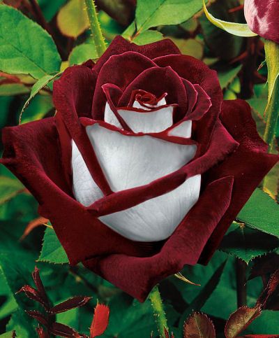 Osiria Rose, Growing Roses From Seeds, Rose Tiffany, Hybrid Tea Rose, Rose Belle, Rare Roses, White Rose Flower, Rose Seeds, Red And White Roses