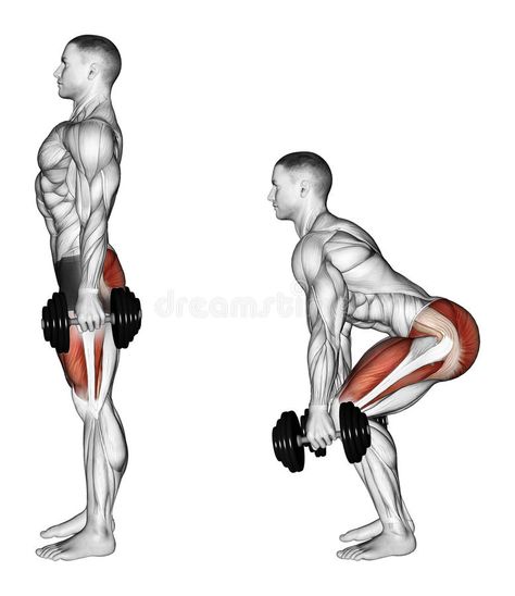 Exercising. Squats with dumbbells royalty free illustration Squats With Dumbbells, Steps Illustration, Muscle Gain Workout, Fitness Training Plan, Leg Workouts Gym, Isometric Exercises, Push Workout, Dumbbell Squat, Gym Plan