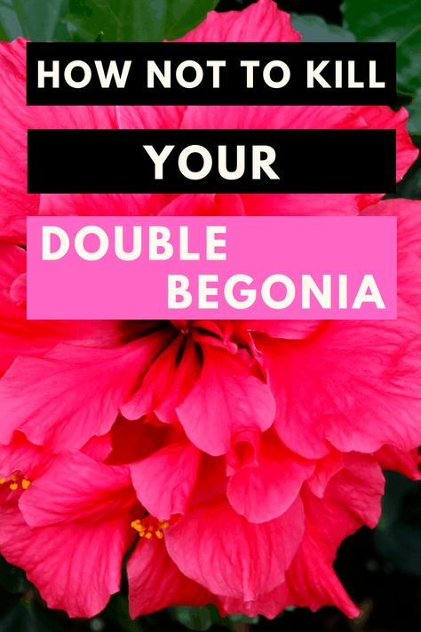 Double Begonia Best Care Tips for Beginners Double Begonias, Types Of Begonias, Winterizing Begonias, Types Of Begonias Plants, Non Stop Begonias, Double Up Pink Begonia, Garden On A Hill, Overwintering, Patio Planters