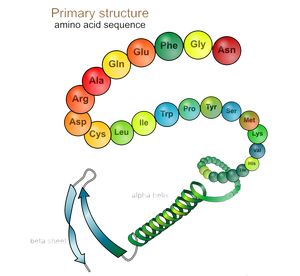 Primary Structure! Primary Structure Of Proteins, Lipids Structure, Protein Synthesis Project, Antibody Structure, Protein Structure Biology, Protein Synthesis Diagram, Amino Acids, Biology