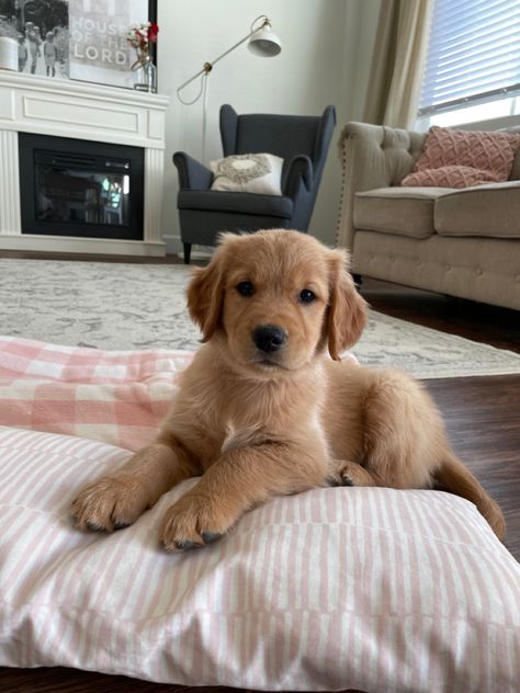 Dream Pet, Cute Golden Retriever Puppy, Two Golden Retrievers Aesthetic, Girl And Golden Retriever, Mini Golden Retriever, Girl And Golden Retriever Aesthetic, Golden Retriever Puppy At The Beach, Golden Retriever Puppy Sleeping, Very Cute Puppies