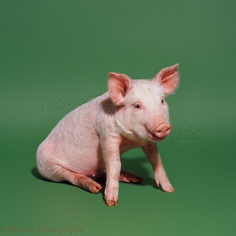 Pink pig sitting on green background photo - WP06860 Pig Sitting, National Pig Day, Pig Sculpture, Wild Animals Photos, Pig Farming, Baby Pigs, Background Photo, New Backgrounds, Adorable Animals