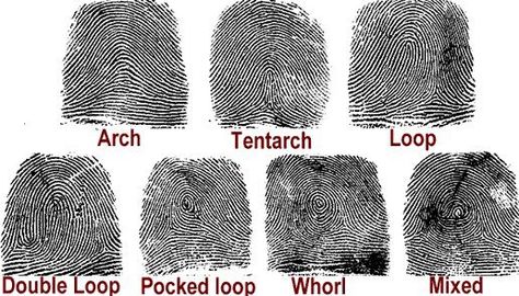 Finger Print Patterns along with names.. Types Of Fingerprints, Junior Detective, Diversity Activities, Everyday Science, Visual Essay, Forensic Anthropology, Forensic Psychology, Basement House, Forensic Science